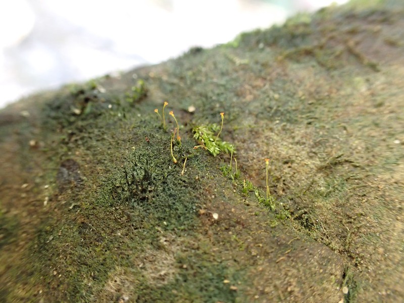 Fissidens Moss photo 2