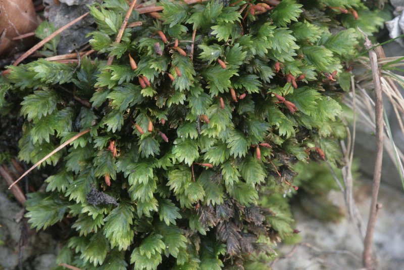 Fissidens Moss
