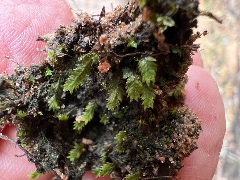 Fissidens Moss
