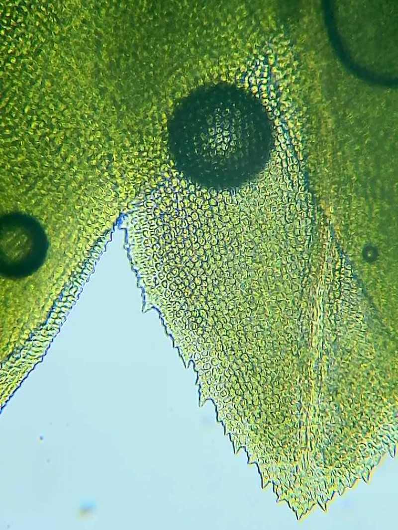 Fissidens Moss photo 2