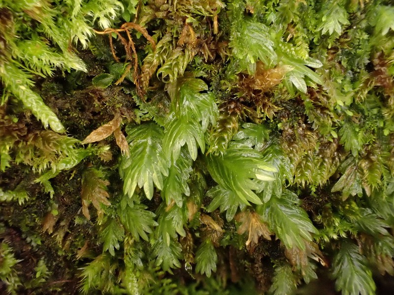 Fissidens Moss photo 3