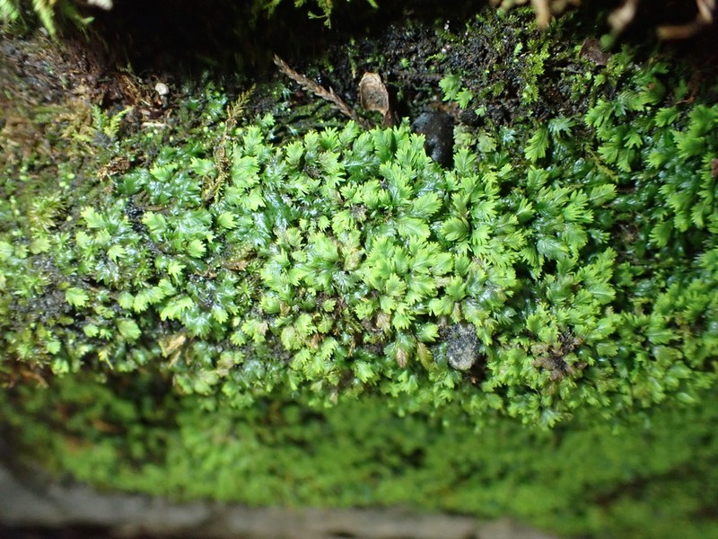 Fissidens Moss photo 4