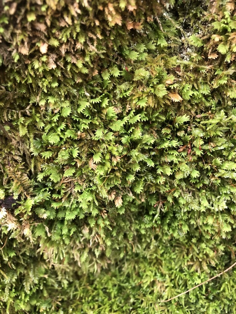 Fissidens Moss photo 5