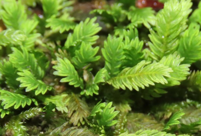 Fissidens Moss photo 6