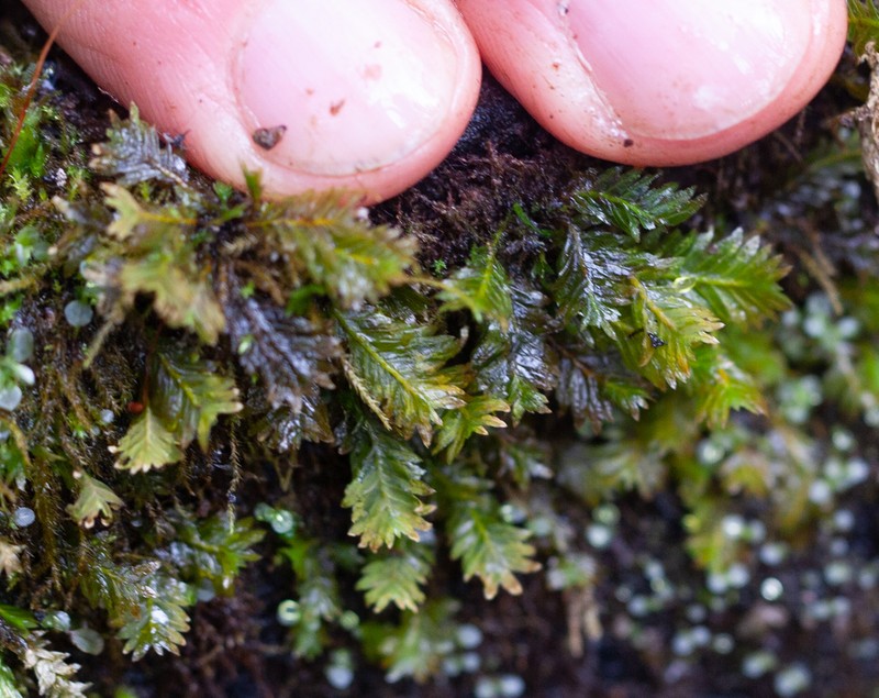 Fissidens Moss photo 7