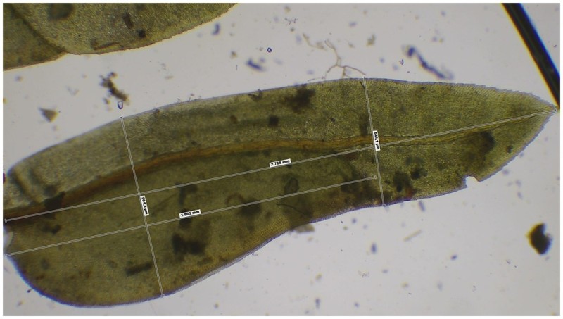 Fissidens Moss photo 8