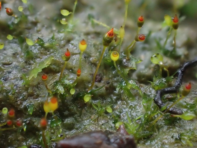 Fissidens Moss