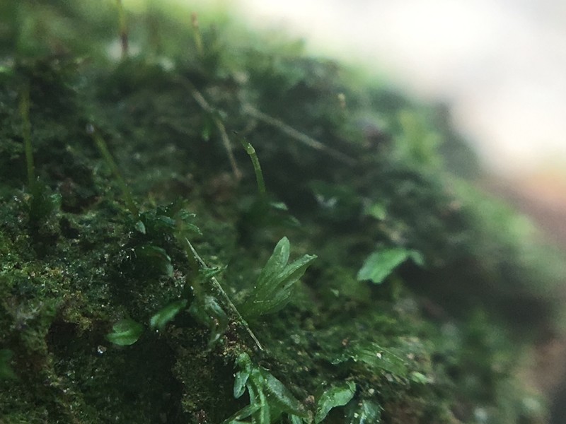 Fissidens Moss photo 2