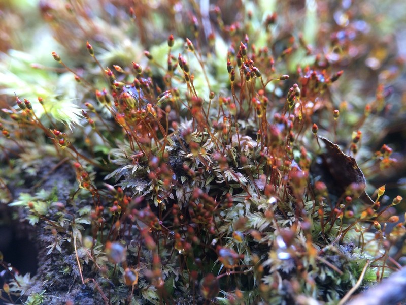 Fissidens Moss photo 3
