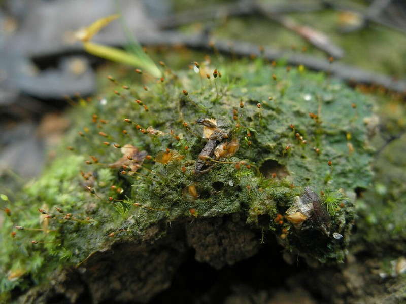 Fissidens Moss photo 4