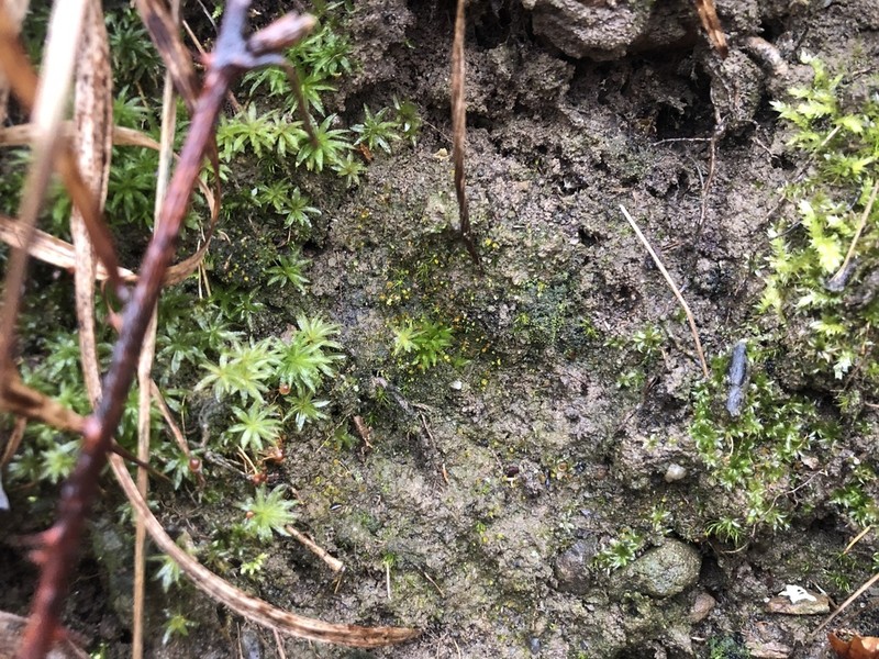 Fissidens Moss photo 5