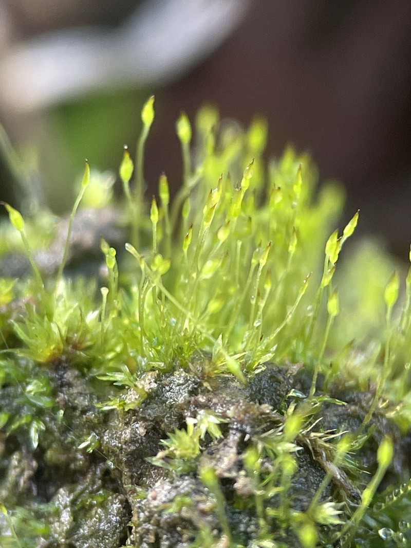 Fissidens Moss photo 6