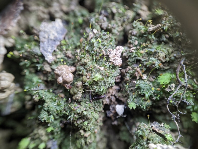 Fissidens Moss photo 7