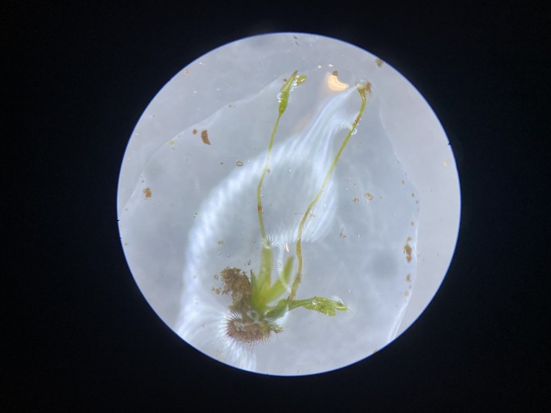 Fissidens Moss photo 8