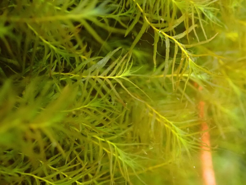 Fissidens Moss