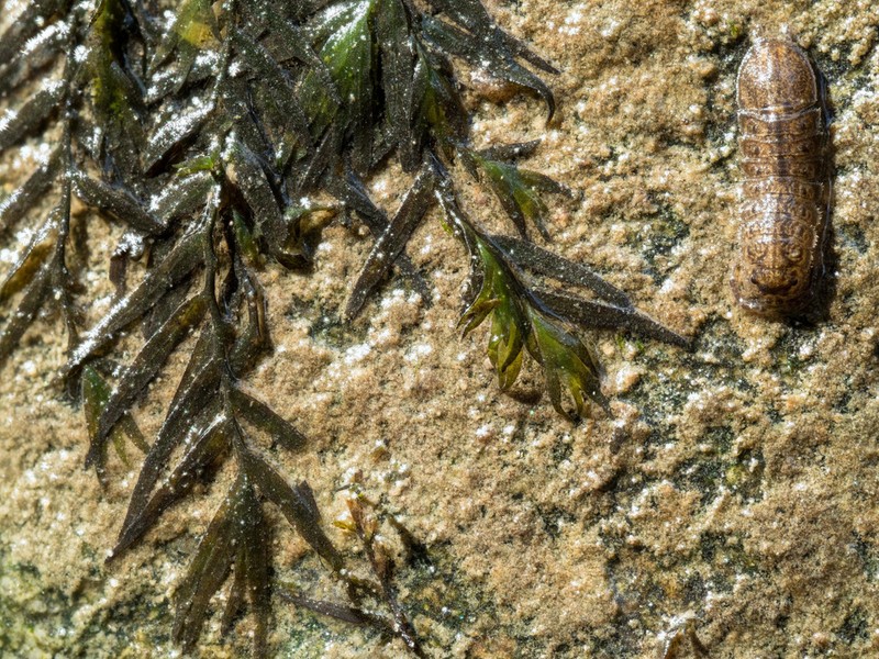 Fissidens Moss photo 2
