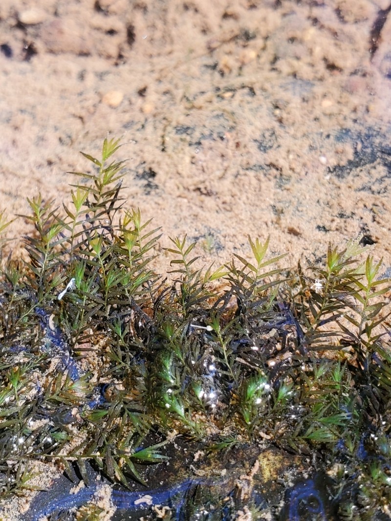 Fissidens Moss photo 3