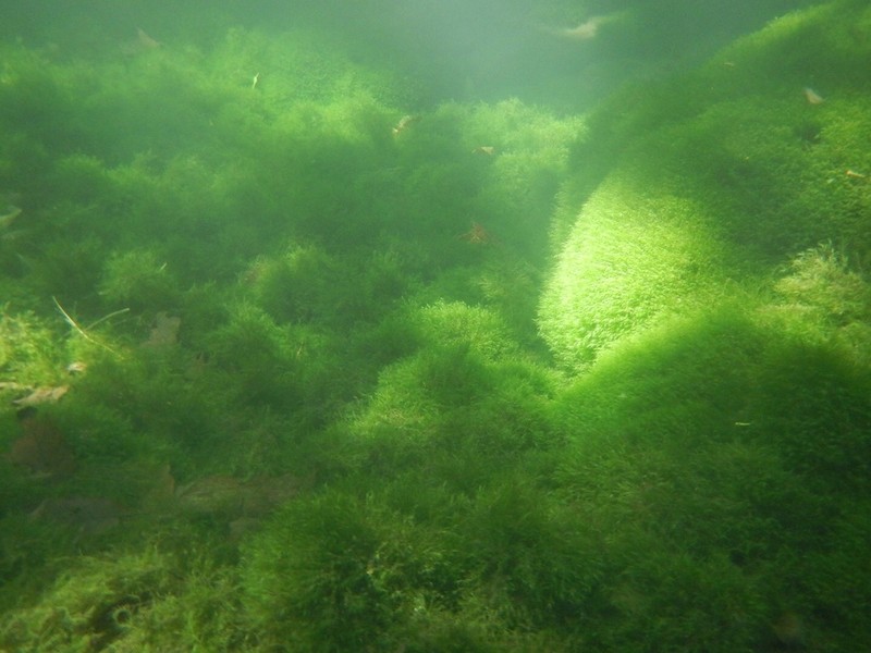 Fissidens Moss photo 4