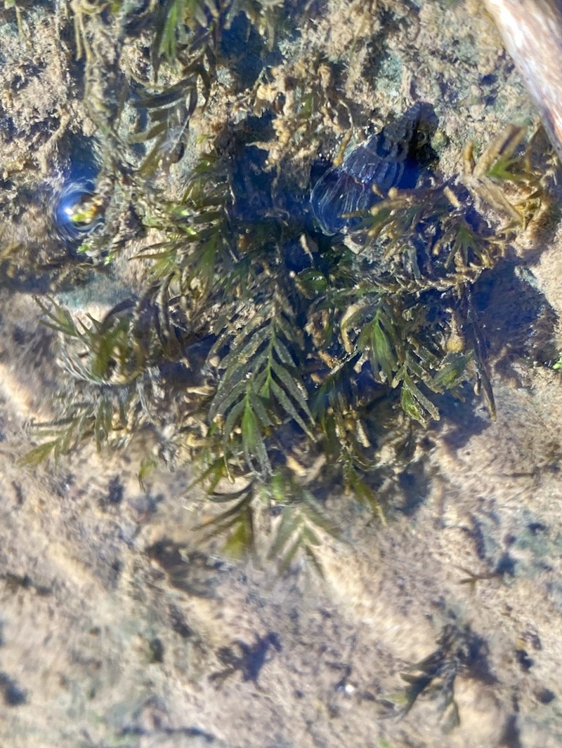 Fissidens Moss photo 5