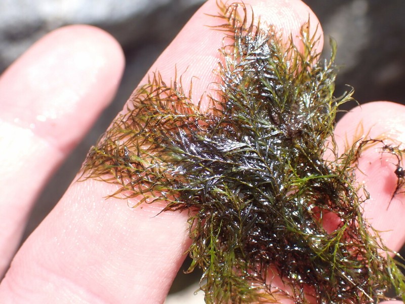Fissidens Moss photo 6
