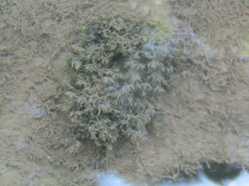 Fissidens Moss photo 7