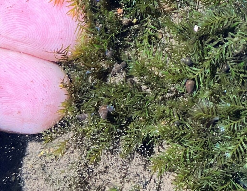 Fissidens Moss photo 8