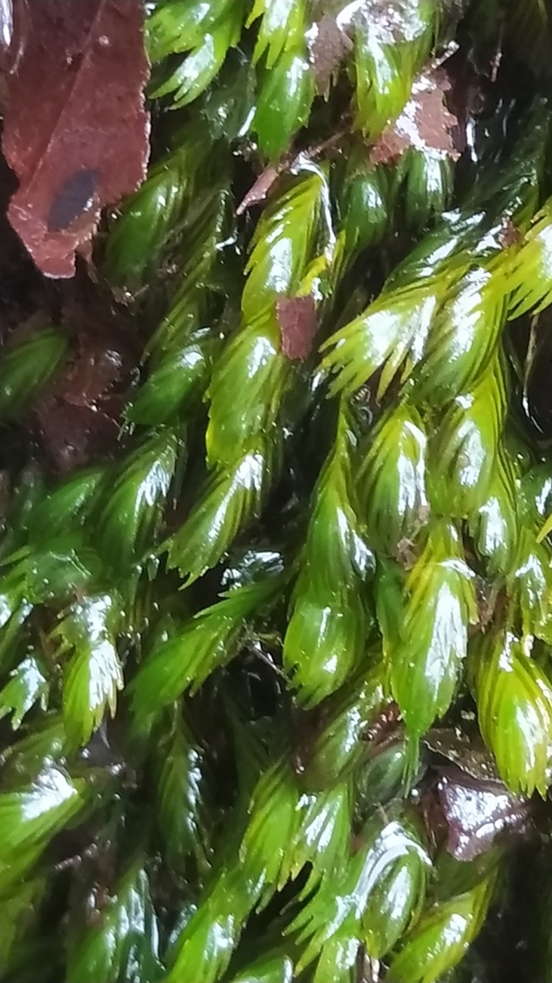 Largeleaf Fissidens Moss