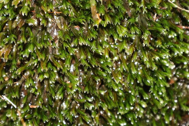 Largeleaf Fissidens Moss photo 2