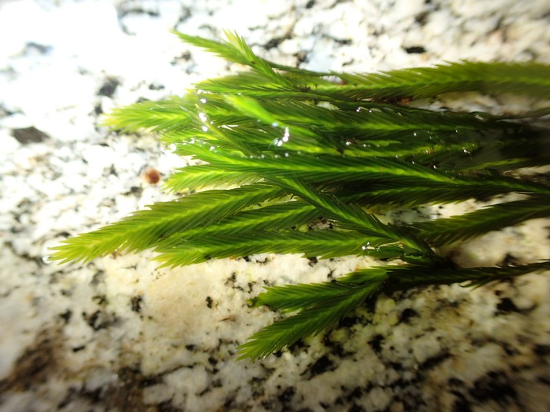 Largeleaf Fissidens Moss photo 3