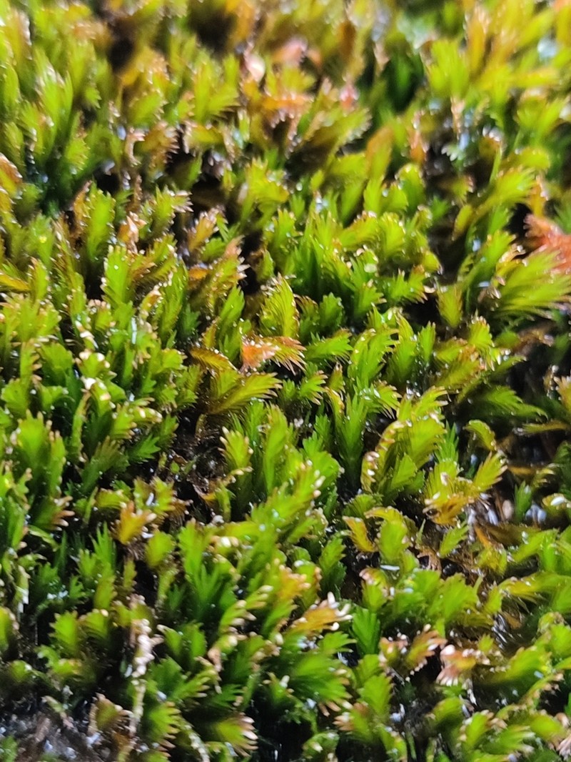 Largeleaf Fissidens Moss photo 4