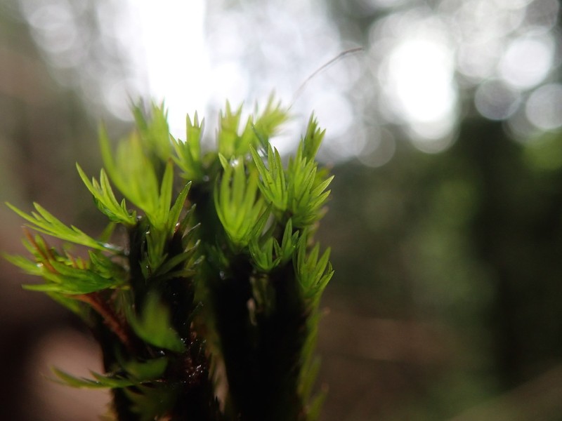 Largeleaf Fissidens Moss photo 5