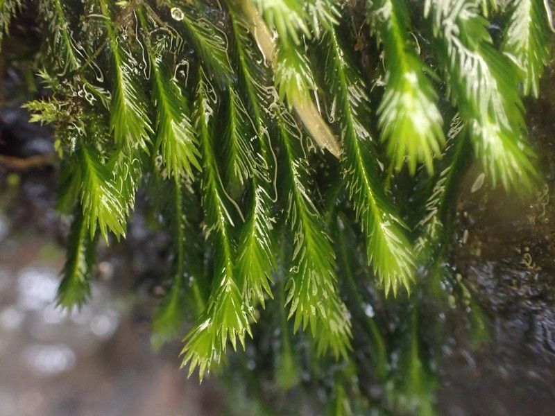 Largeleaf Fissidens Moss photo 6