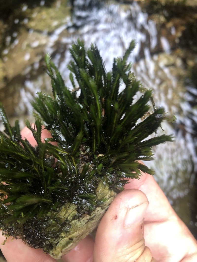 Largeleaf Fissidens Moss photo 7