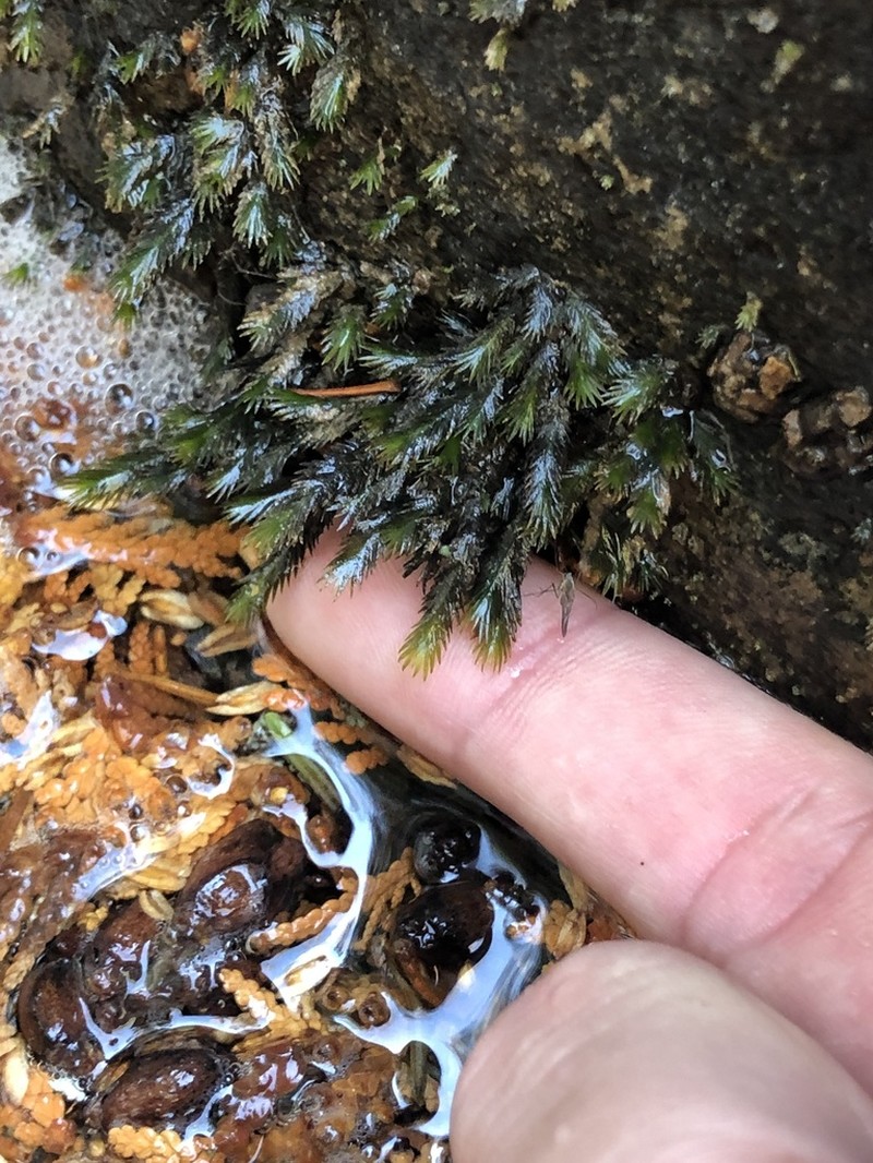 Largeleaf Fissidens Moss photo 8