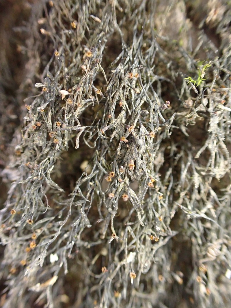 Fissidens Moss