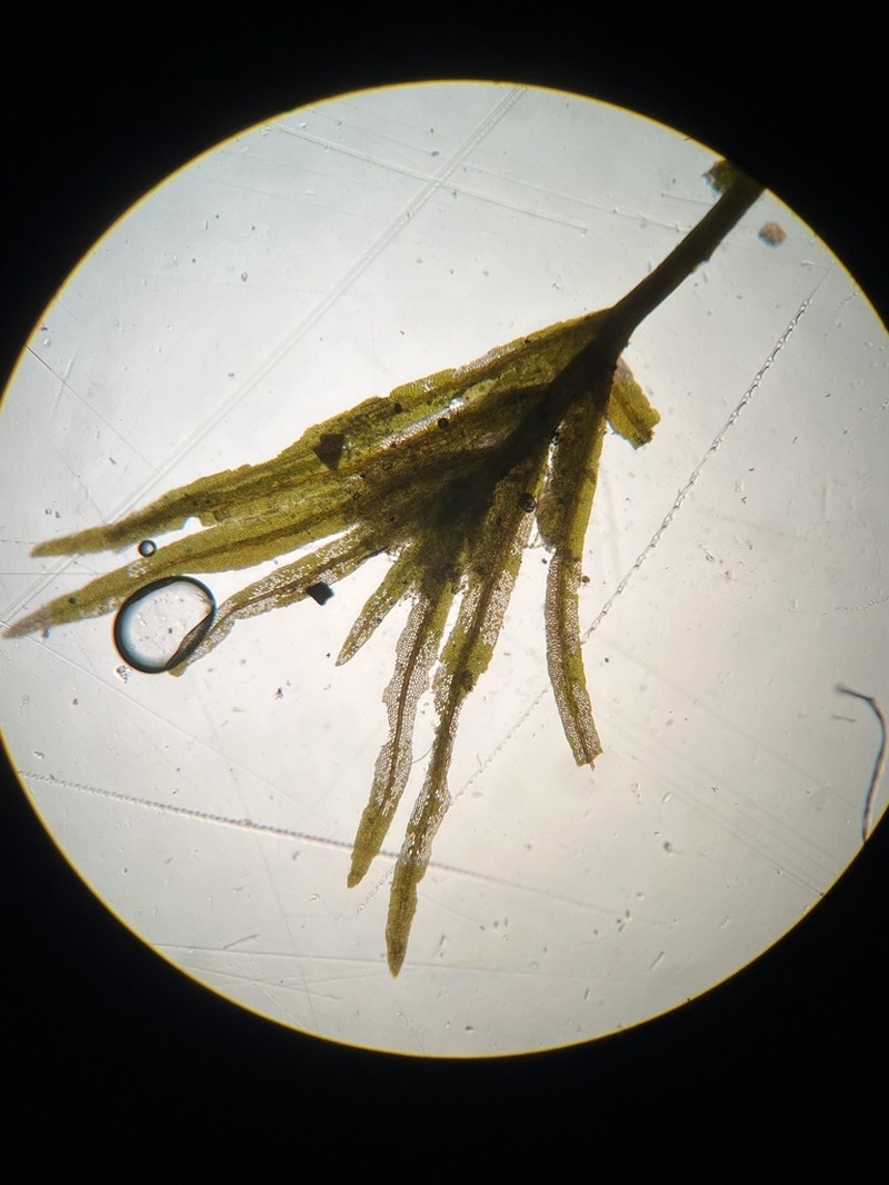Fissidens Moss photo 2