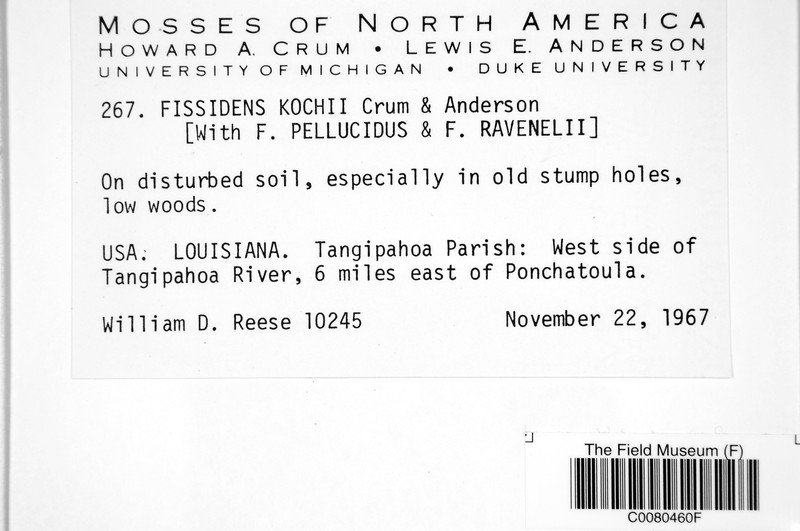 Koch's Fissidens Moss