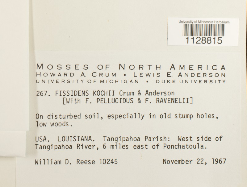 Koch's Fissidens Moss photo 2