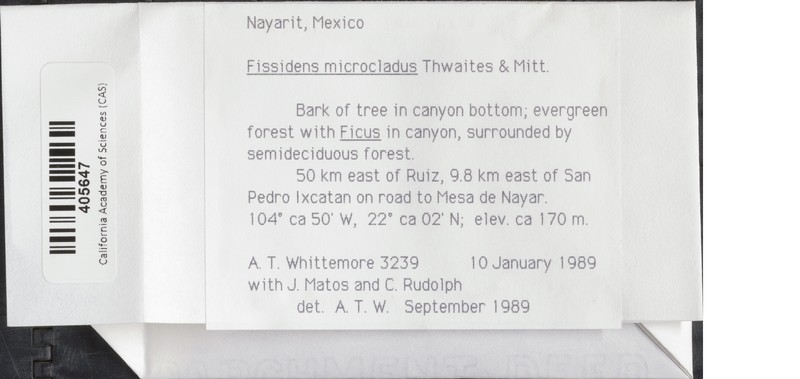 Fissidens Moss