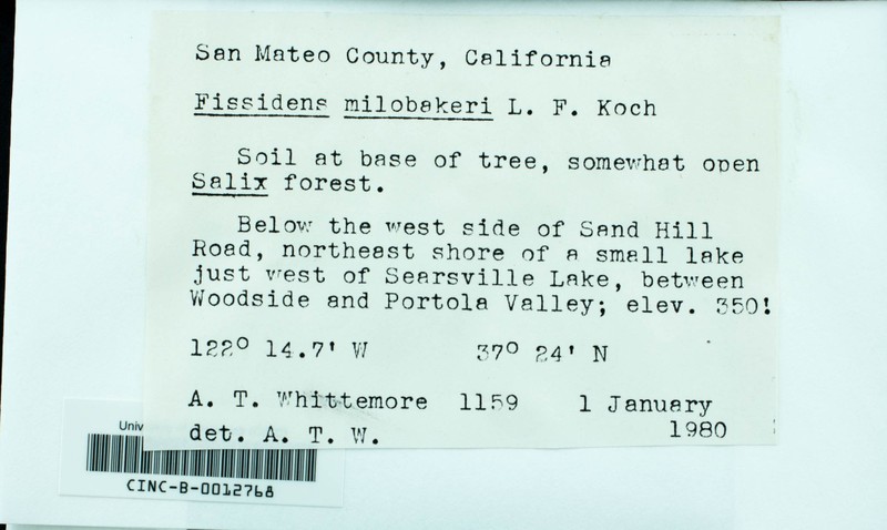Milo'S Fissidens Moss photo 3