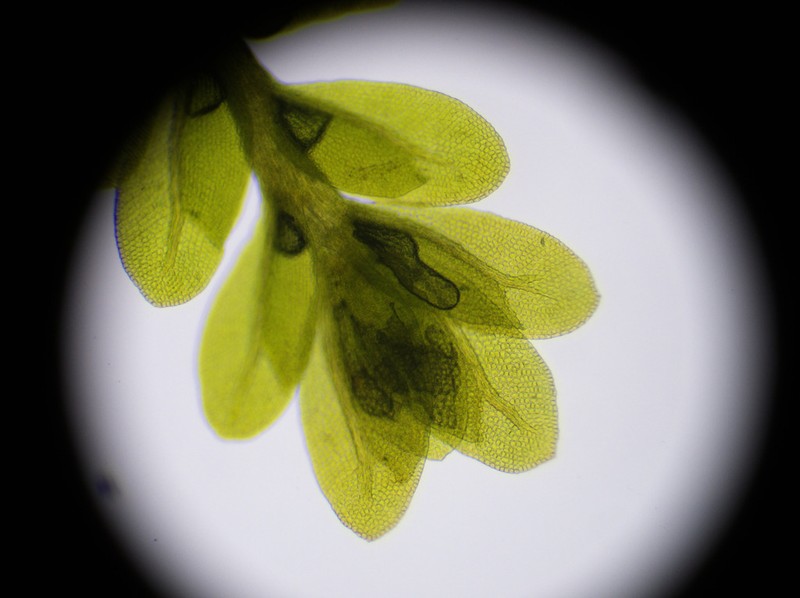 Obtuseleaf Fissidens Moss