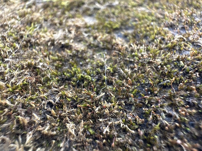 Obtuseleaf Fissidens Moss photo 2