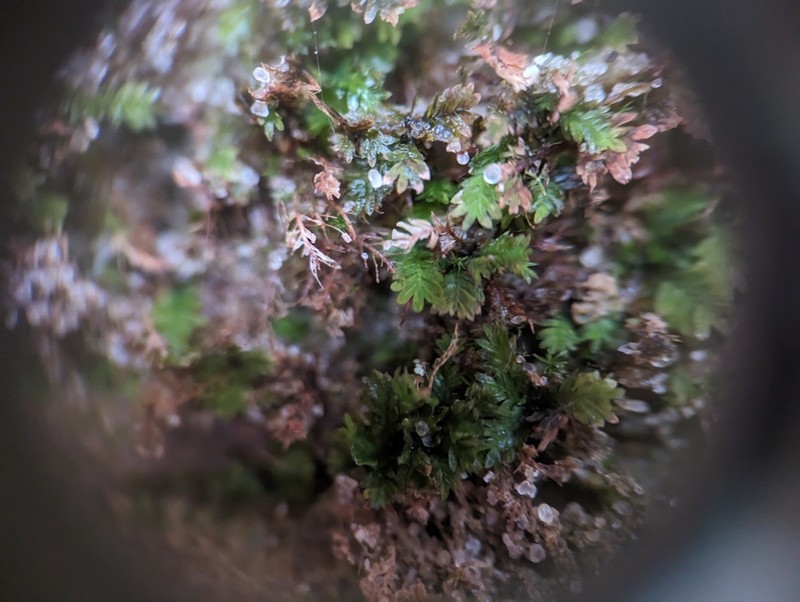 Obtuseleaf Fissidens Moss photo 3