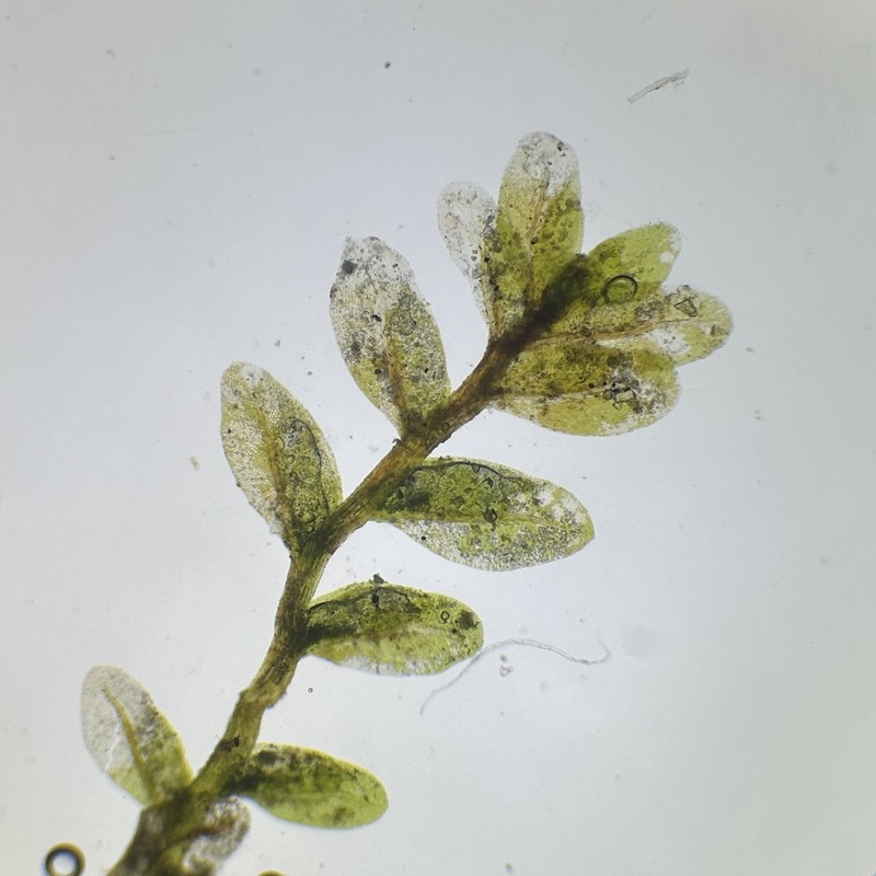 Obtuseleaf Fissidens Moss photo 4