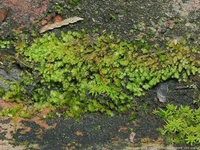 Obtuseleaf Fissidens Moss photo 5