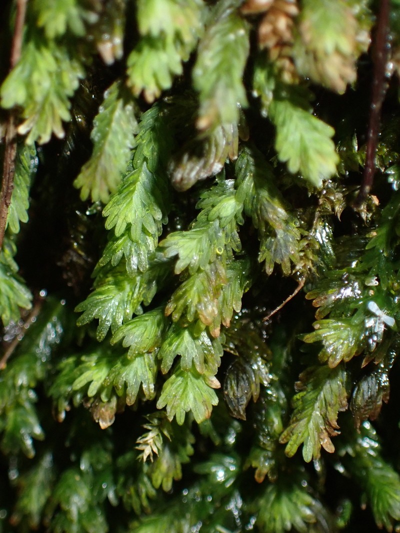 Obtuseleaf Fissidens Moss photo 6