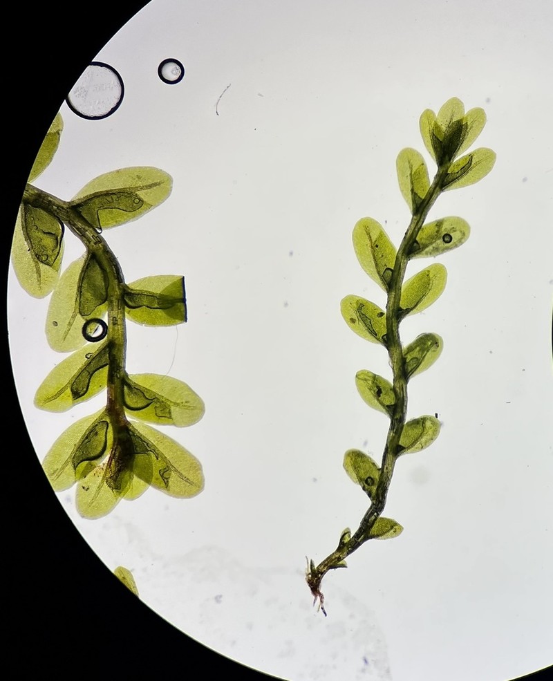 Obtuseleaf Fissidens Moss photo 7