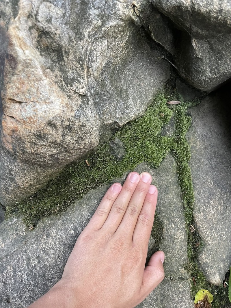 Obtuseleaf Fissidens Moss photo 8