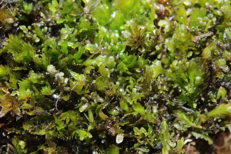 Osmund Fissidens Moss