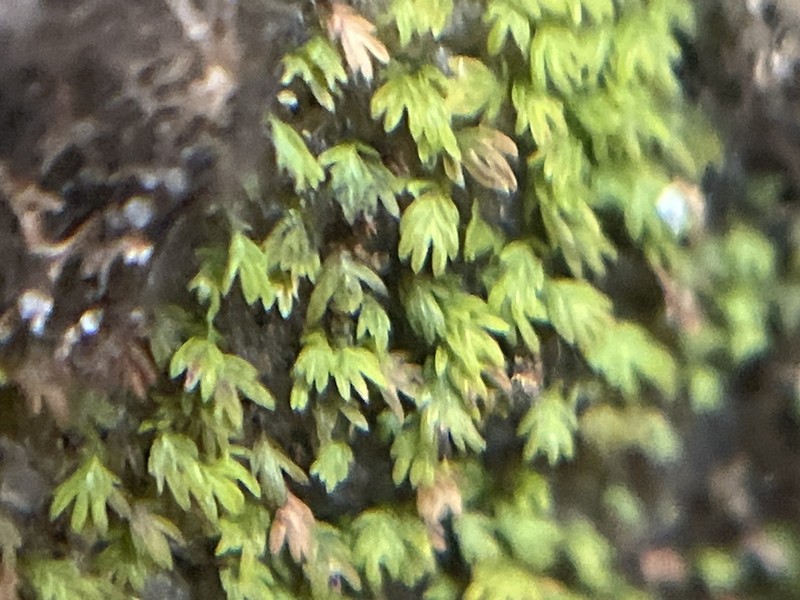 Osmund Fissidens Moss